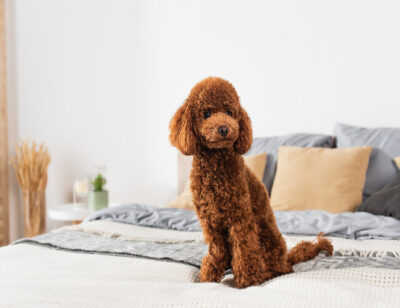 groomed poodle sitting on bed at home