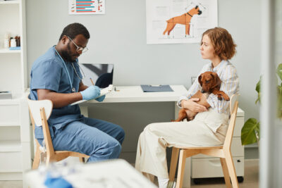 Young veterinarian in blue scrubs making medical notes after consultation and examination of sick dachshund dog in clinics