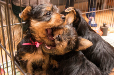 Little Australian Silky Terrier puppies play, fight and bite