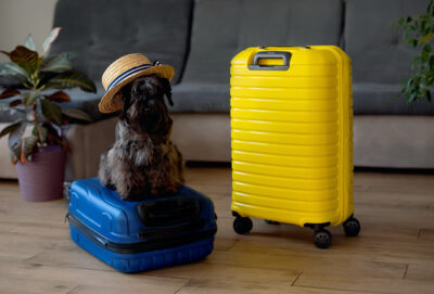 Travel concept with funny dog sitting on suitcase