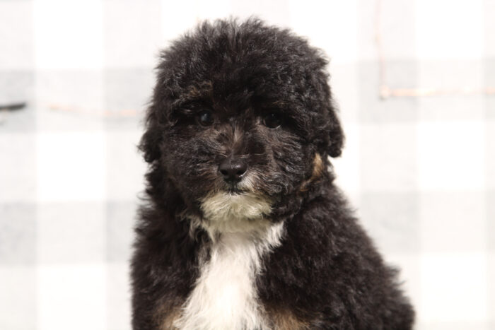 Atlas - Cute Tri Male Mini Bernedoodle Puppy - Image 3