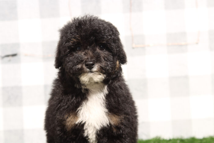 Atlas - Cute Tri Male Mini Bernedoodle Puppy - Image 2