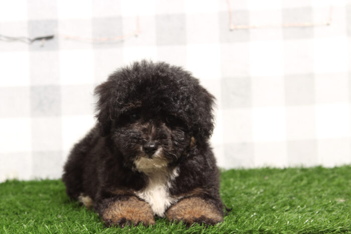 Atlas - Cute Tri Male Mini Bernedoodle Puppy