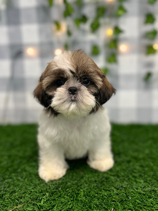 Shih Poo Shih Tzu Boston Terrier Puppies Daisy Spunky ACA Tri