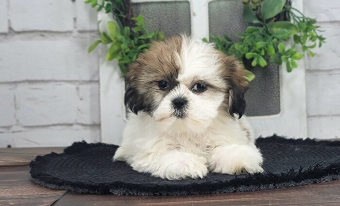 Killian - Awesome ACA Male Shih Tzu Puppy - Image 4