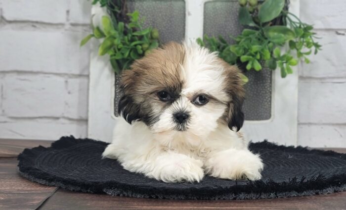 Killian - Awesome ACA Male Shih Tzu Puppy - Image 3
