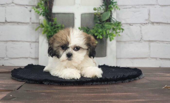 Killian - Awesome ACA Male Shih Tzu Puppy - Image 2
