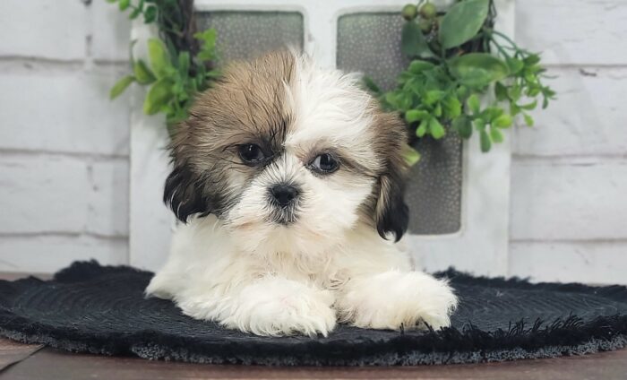 Killian - Awesome ACA Male Shih Tzu Puppy