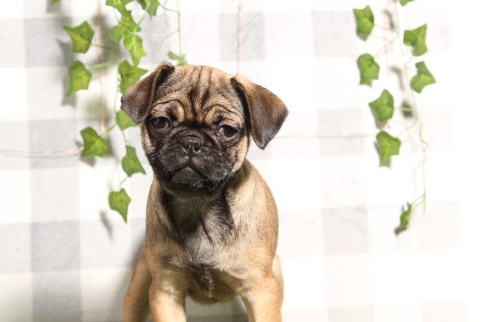 Gisell - Cute Fawn Female Pug Puppy