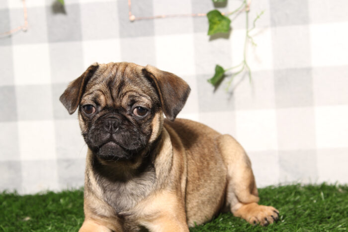 Gisell - Cute Fawn Female Pug Puppy - Image 3