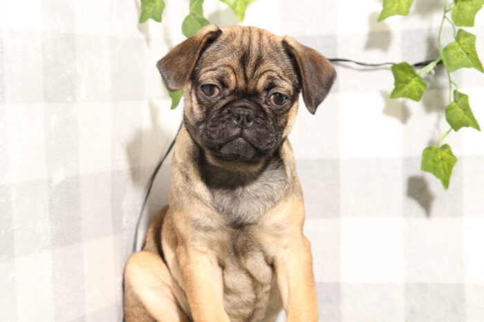 Gisell - Cute Fawn Female Pug Puppy - Image 2