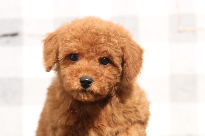 Goldie - Red Female Mini Goldendoodle Puppy