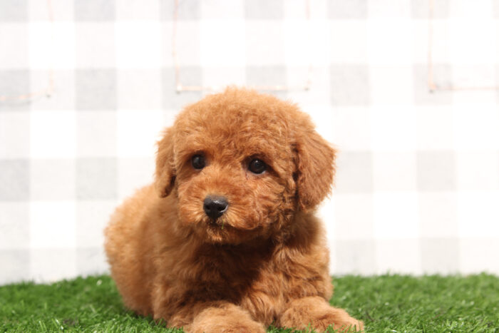 Goldie - Red Female Mini Goldendoodle Puppy - Image 4