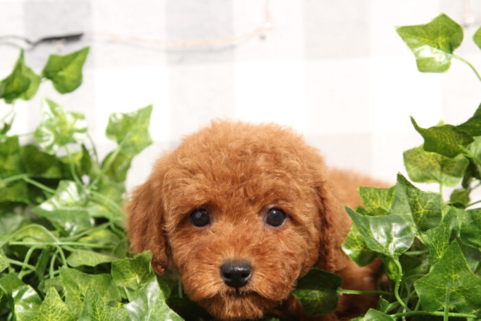 Goldie - Red Female Mini Goldendoodle Puppy - Image 3