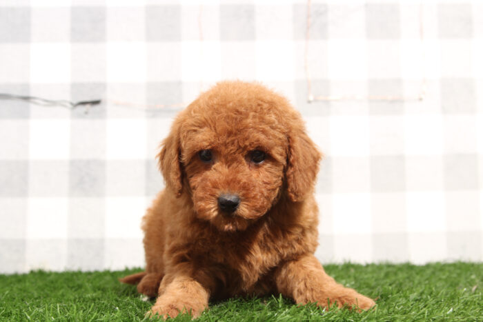 Goldie - Red Female Mini Goldendoodle Puppy - Image 2