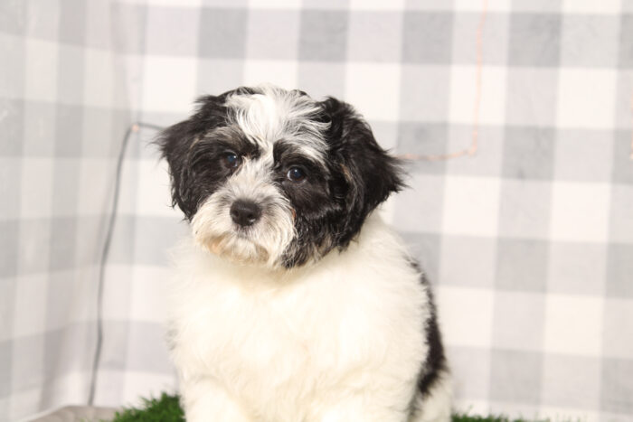 Hunter-Black/White Male Teddy Bear Puppy - Image 2