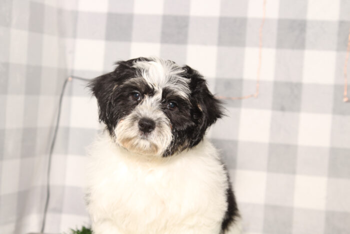 Hunter-Black/White Male Teddy Bear Puppy - Image 5