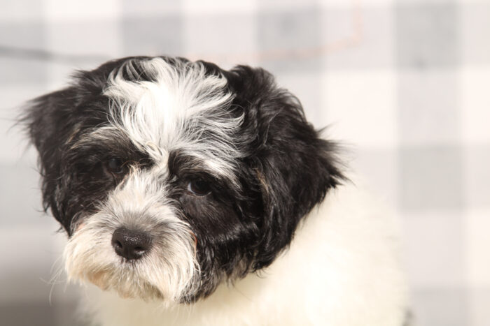 Hunter-Black/White Male Teddy Bear Puppy