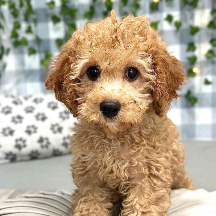 Jackson Cavapoochon Puppy 1