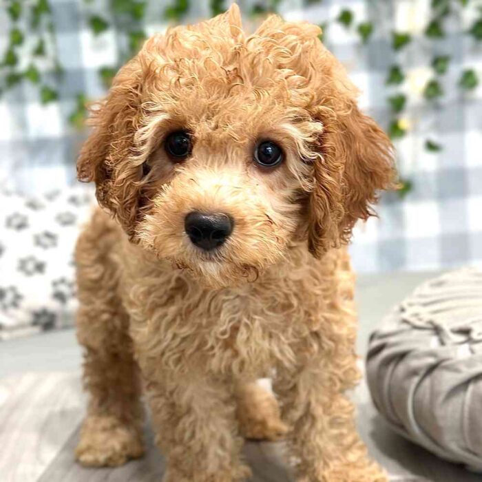 Jackson - Cuddly Cavapoochon Puppy For Sale in Georgia - Image 3