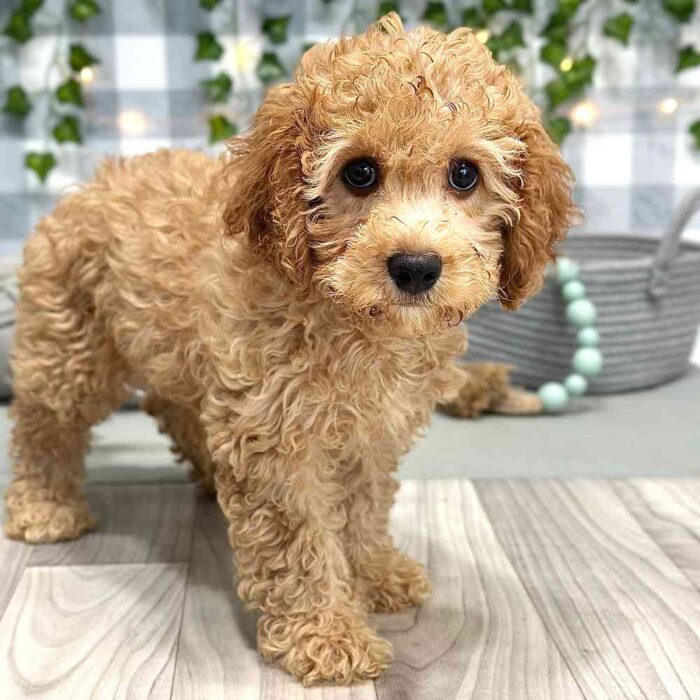 Jackson - Cuddly Cavapoochon Puppy For Sale in Georgia - Image 2