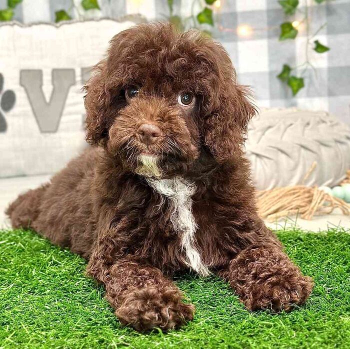 Jonas Cavapoo Puppy 1