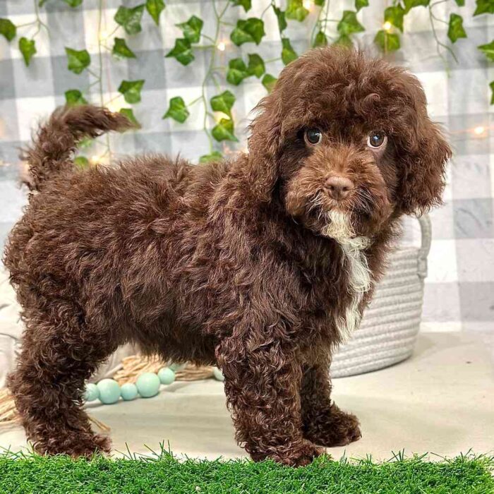 Jonas - Sweet Cavapoo Puppy - Image 5