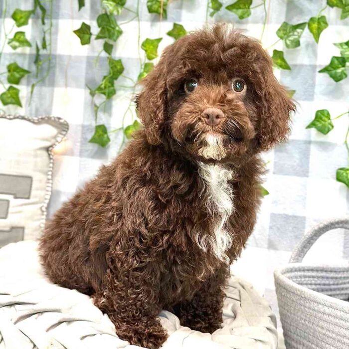 Jonas - Sweet Cavapoo Puppy - Image 3
