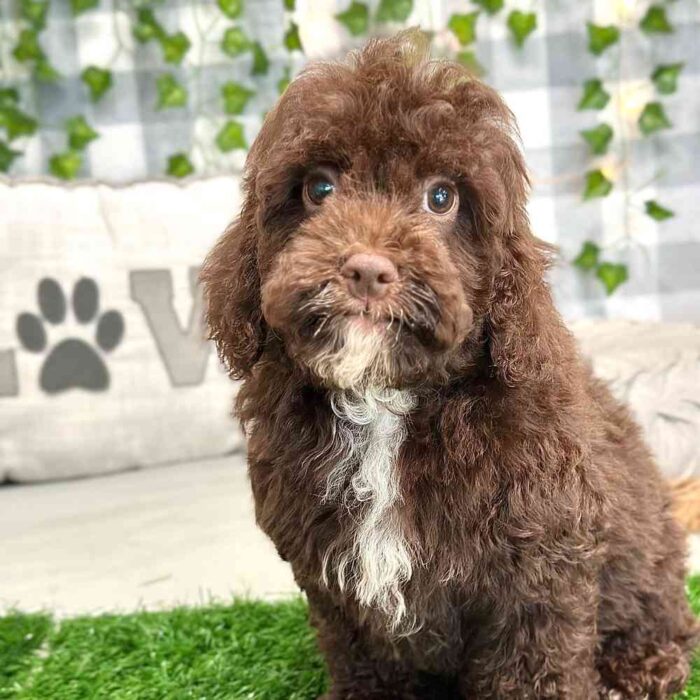 Jonas - Sweet Cavapoo Puppy - Image 4