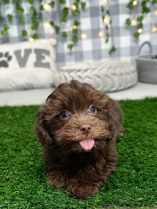 KoKo - Handsome Havapoo Puppy For Sale - Image 5