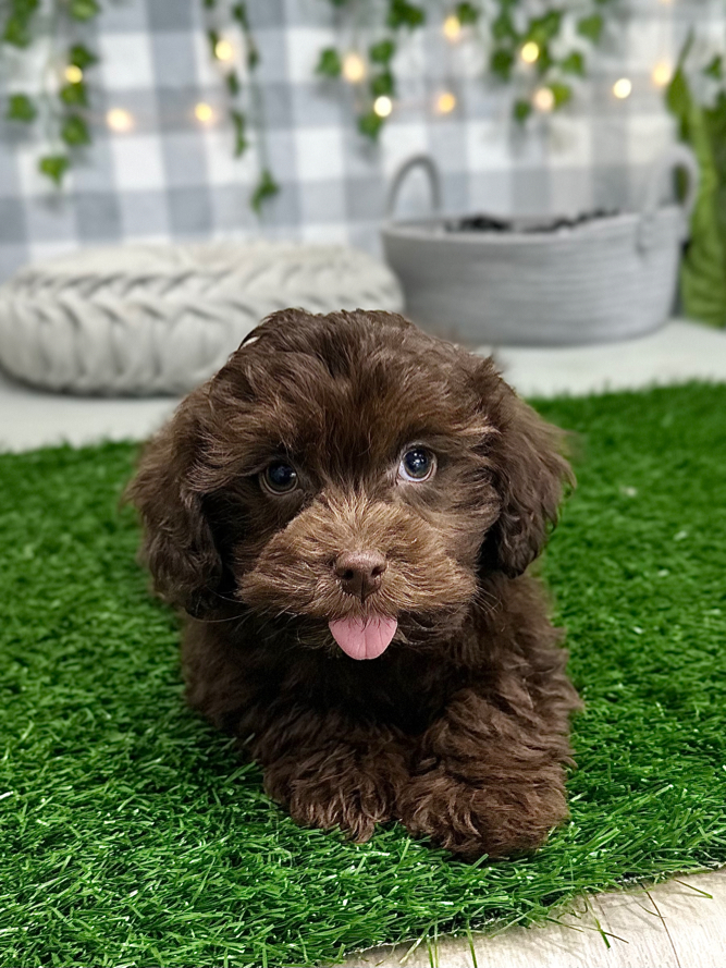 KoKo - Handsome Havapoo Puppy For Sale - Image 4