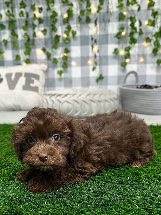 KoKo - Handsome Havapoo Puppy For Sale - Image 3