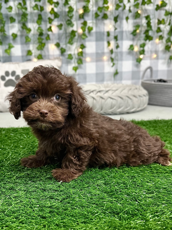 KoKo - Handsome Havapoo Puppy For Sale - Image 2