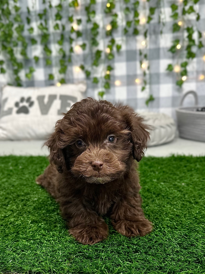 KoKo - Handsome Havapoo Puppy For Sale