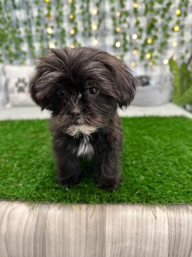 Kookie - Outgoing Female Shorkie Puppy - Image 5