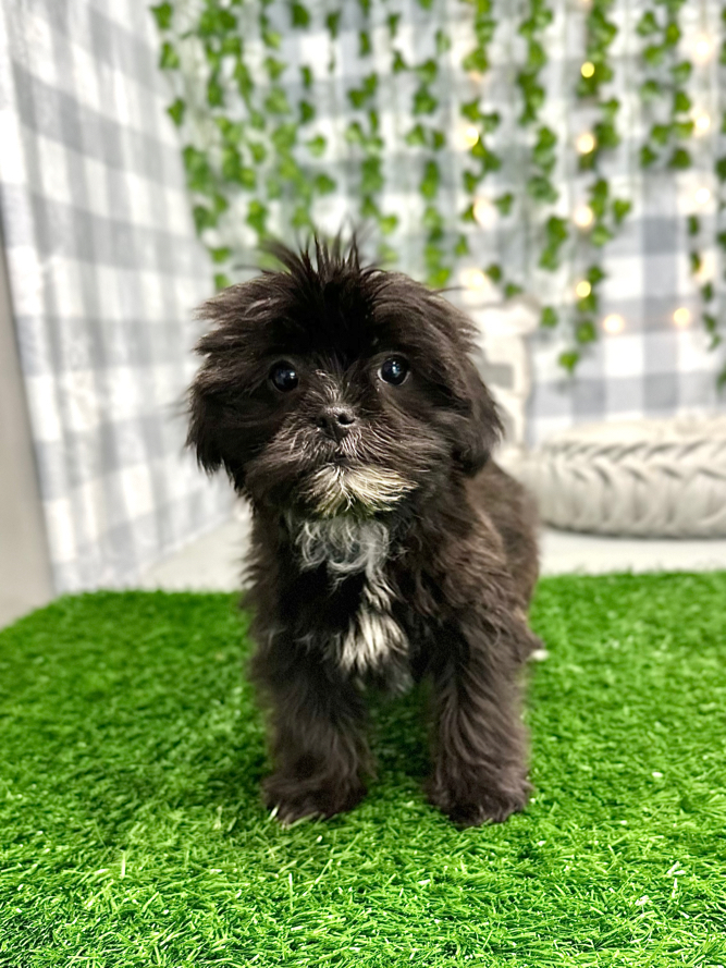 Kookie - Outgoing Female Shorkie Puppy - Image 4