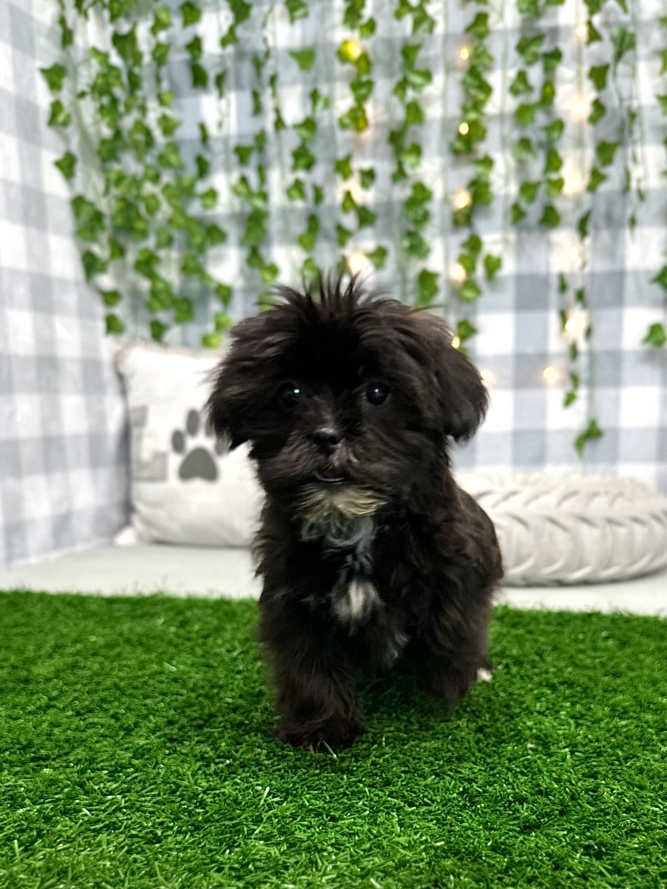 Kookie - Outgoing Female Shorkie Puppy - Image 3