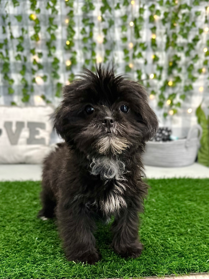 Kookie - Outgoing Female Shorkie Puppy