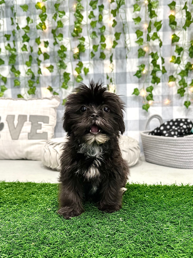 Kookie - Outgoing Female Shorkie Puppy - Image 2