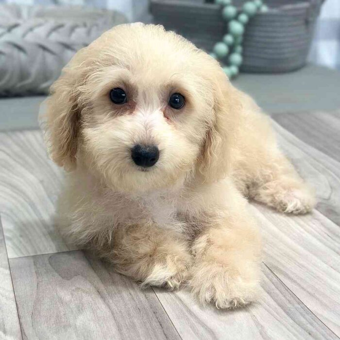 Poochon puppy for sale