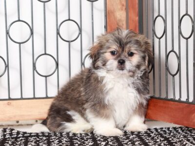 Loki Shichon Puppy