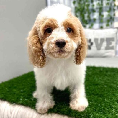 Cockapoo Puppy For Sale