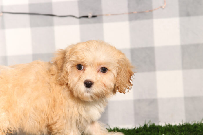 Maya-Tan Female Shih-Poo Puppy - Image 2
