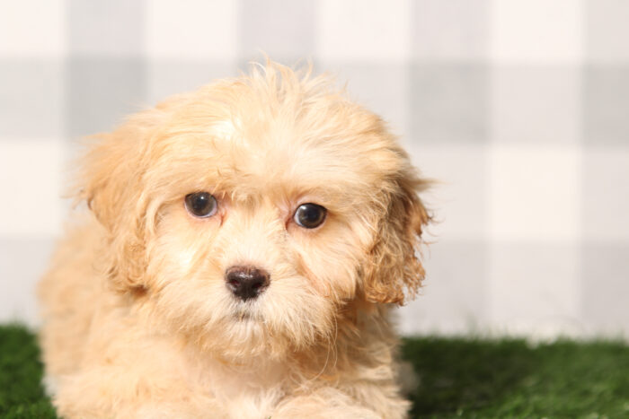 Maya-Tan Female Shih-Poo Puppy