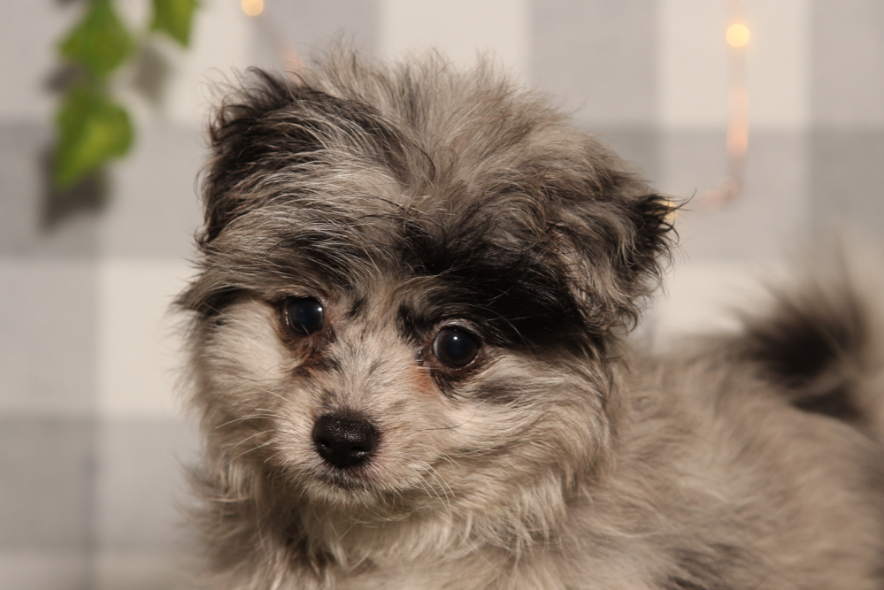 Merry - Blue Female Pomapoo Puppy - Image 5