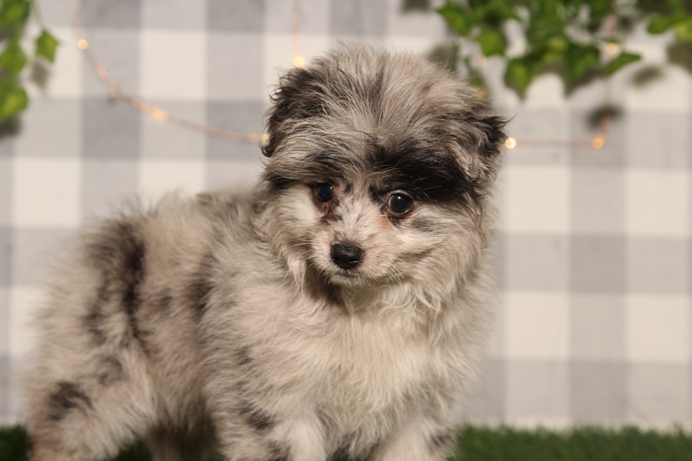 Merry - Blue Female Pomapoo Puppy - Image 4