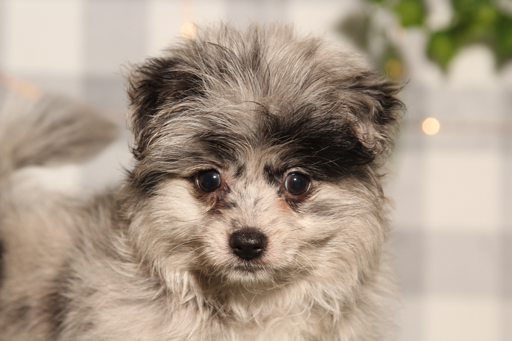 Merry - Blue Female Pomapoo Puppy