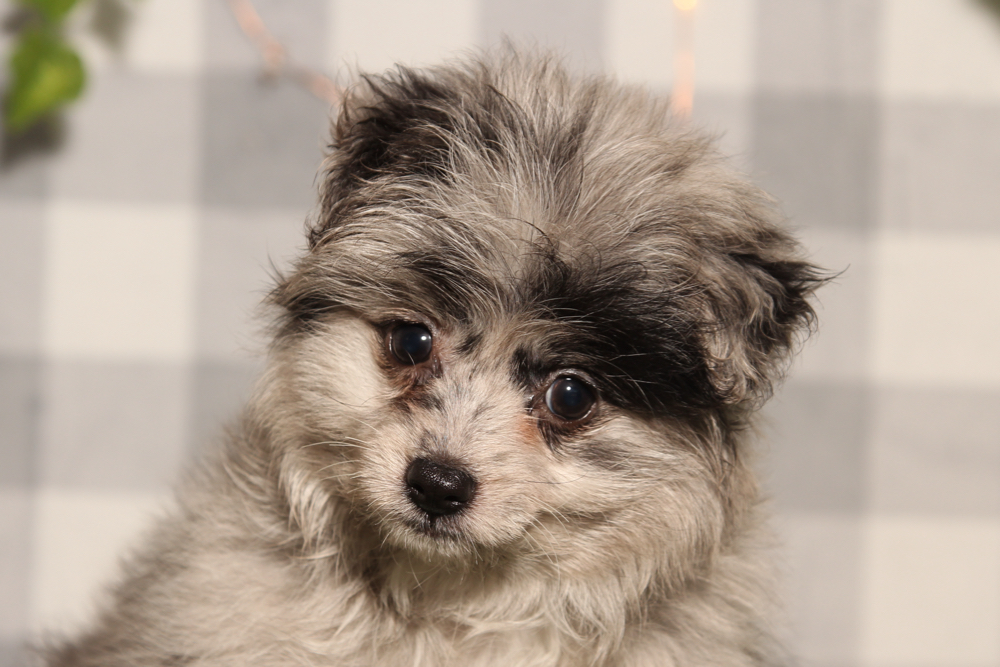 Merry - Blue Female Pomapoo Puppy - Image 3