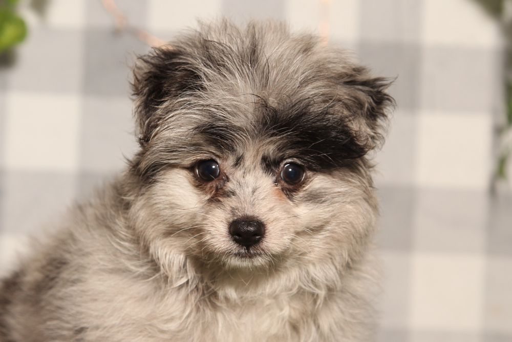 Merry - Blue Female Pomapoo Puppy - Image 2