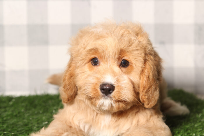 Miles-Red Male Cavapoo Puppy - Image 5
